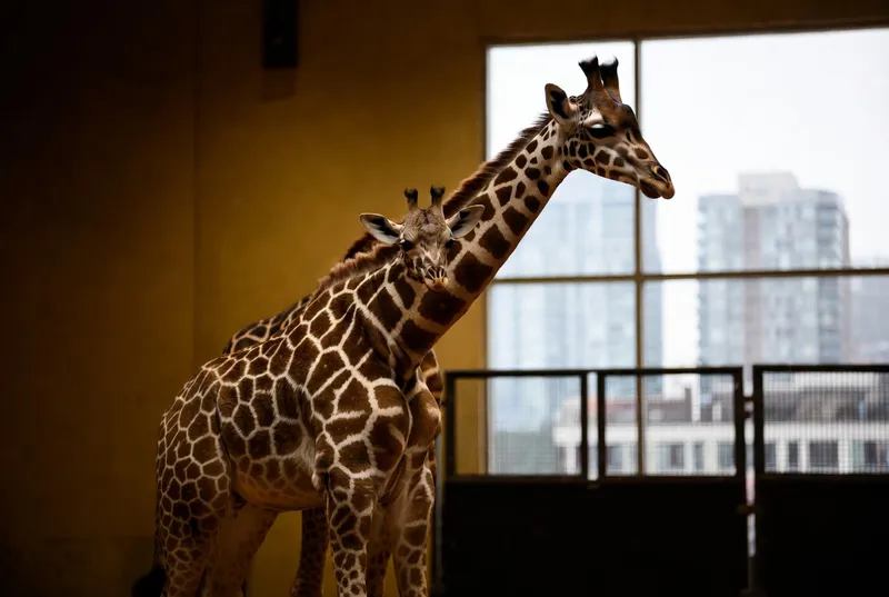A baby Masai giraffe standing beside its mother at the Toronto Zoo