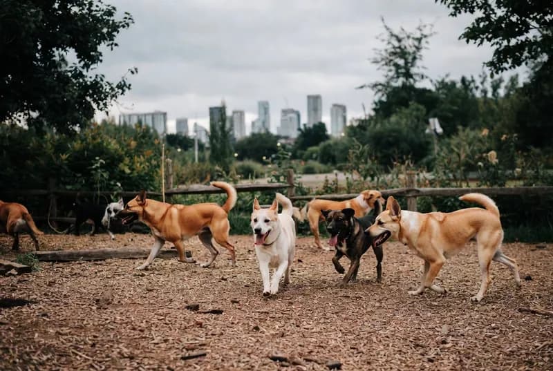 Cedarvale Park Off-Leash Area