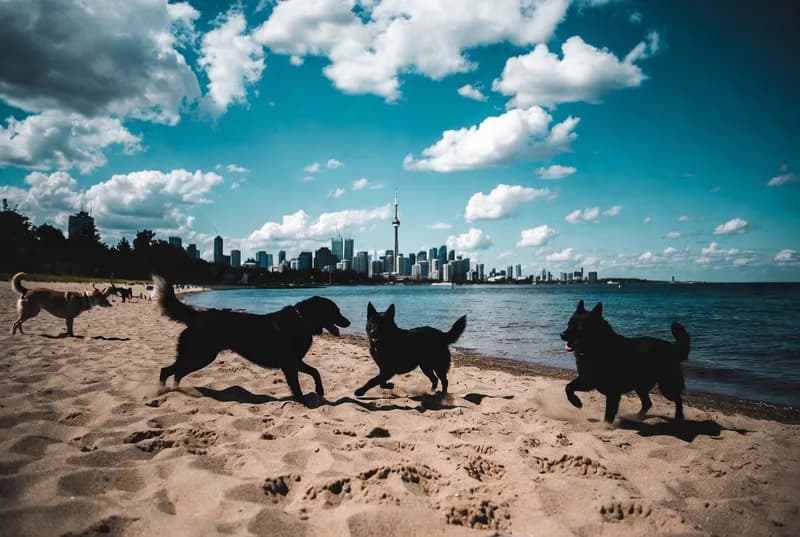 Cherry Beach Off-Leash Area