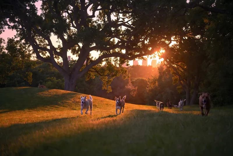 High Park Off-Leash Area