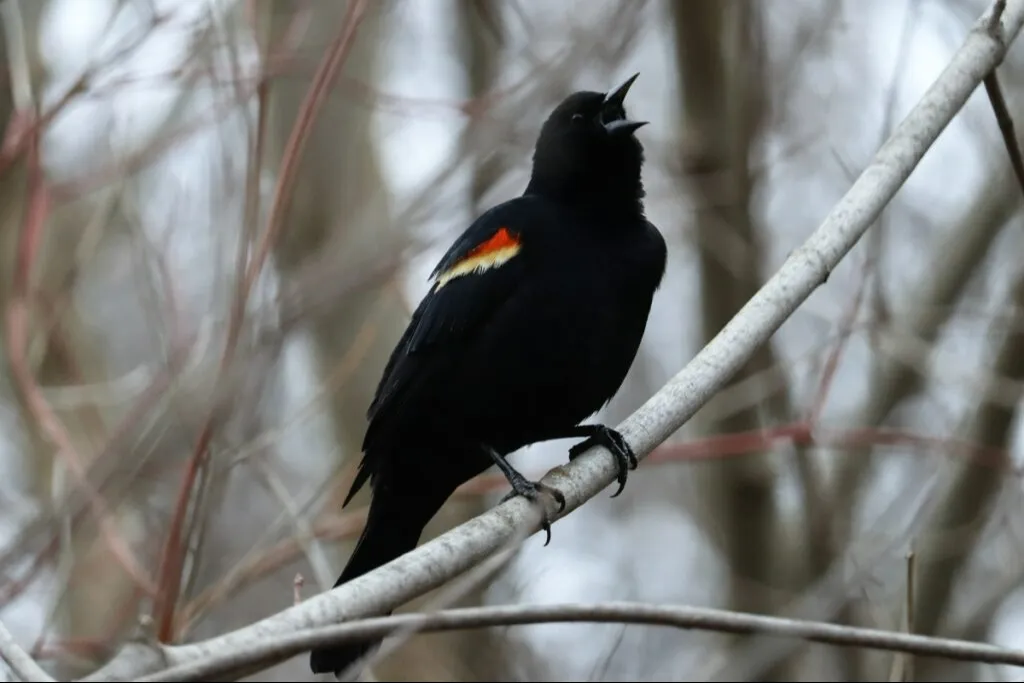 April Early Spring Birding Walk in Toronto’s High Park event
