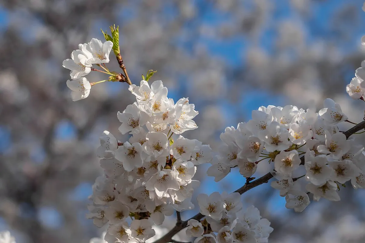 Cherry blossoms in bloom at High Park, Toronto