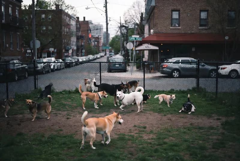 Bickford Park Off-Leash Area