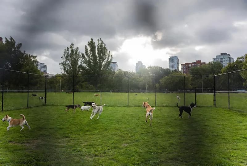 Sunnybrook Park Off-Leash Area