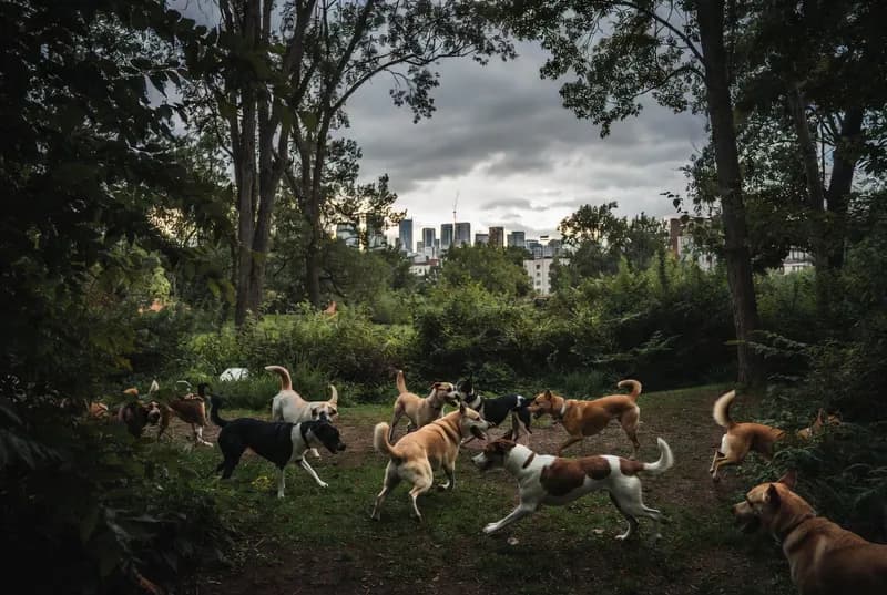Trinity Bellwoods Dog Bowl
