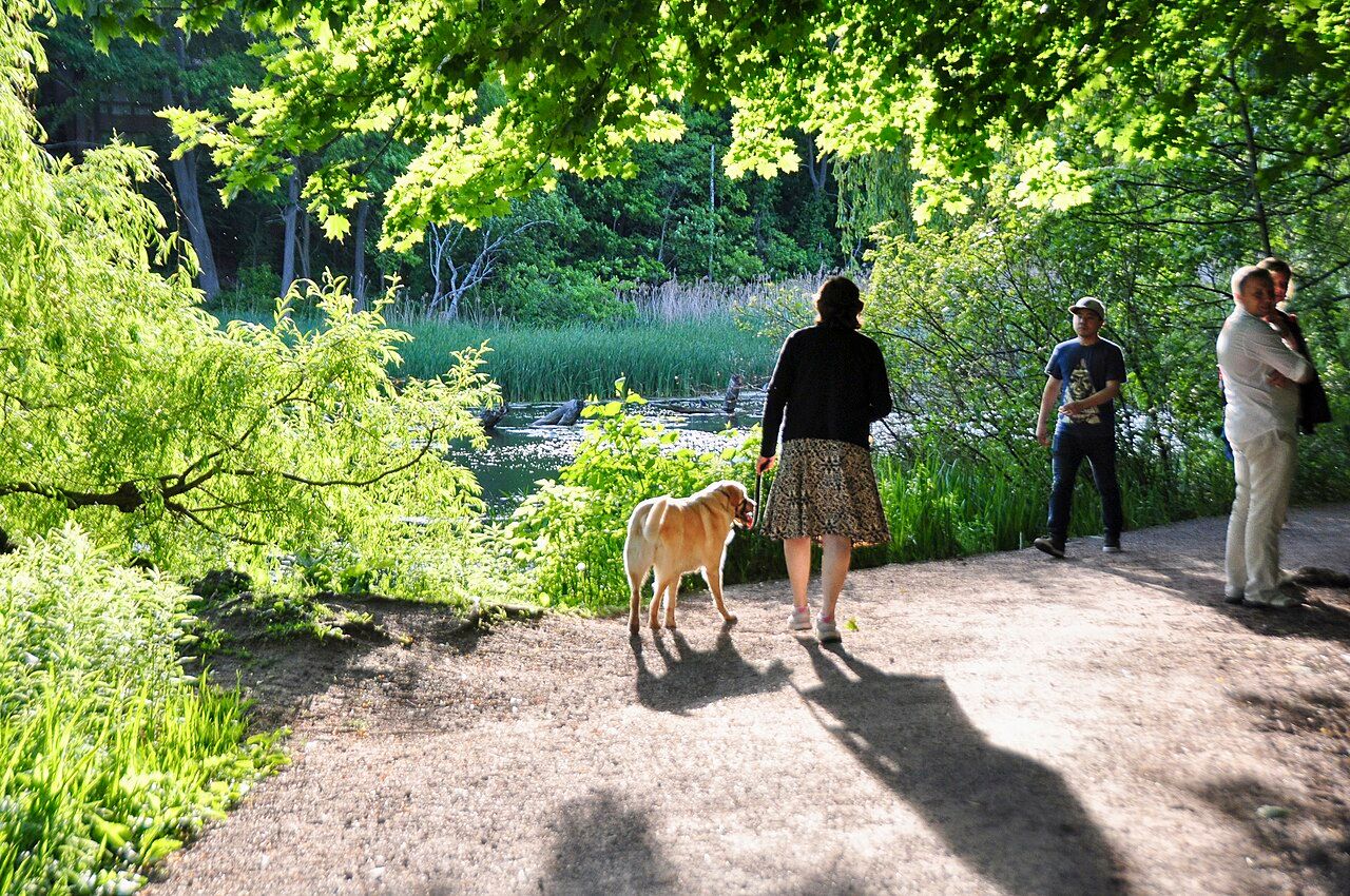 Dogs and walkers on a path in High Park, Toronto