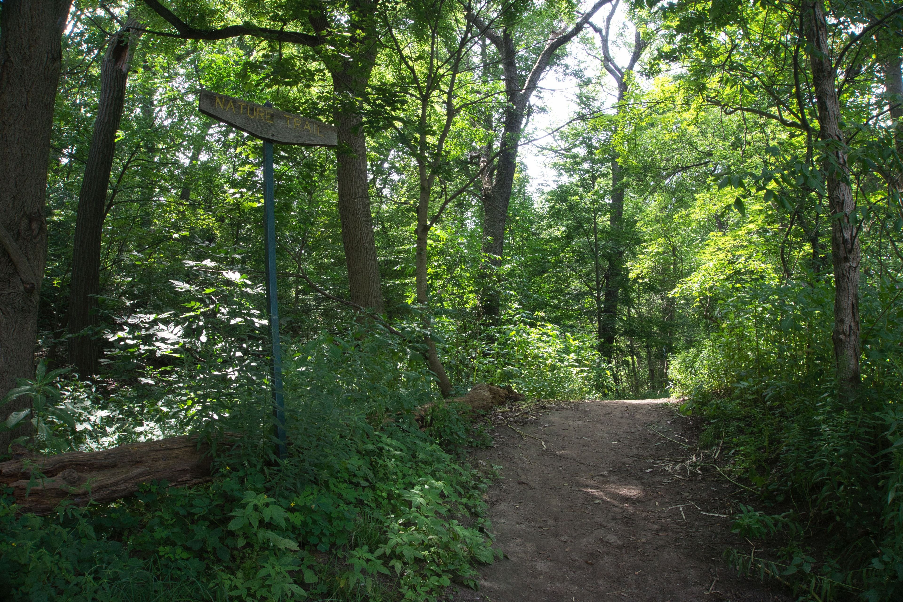 Wooded nature trail inside High Park, Toronto