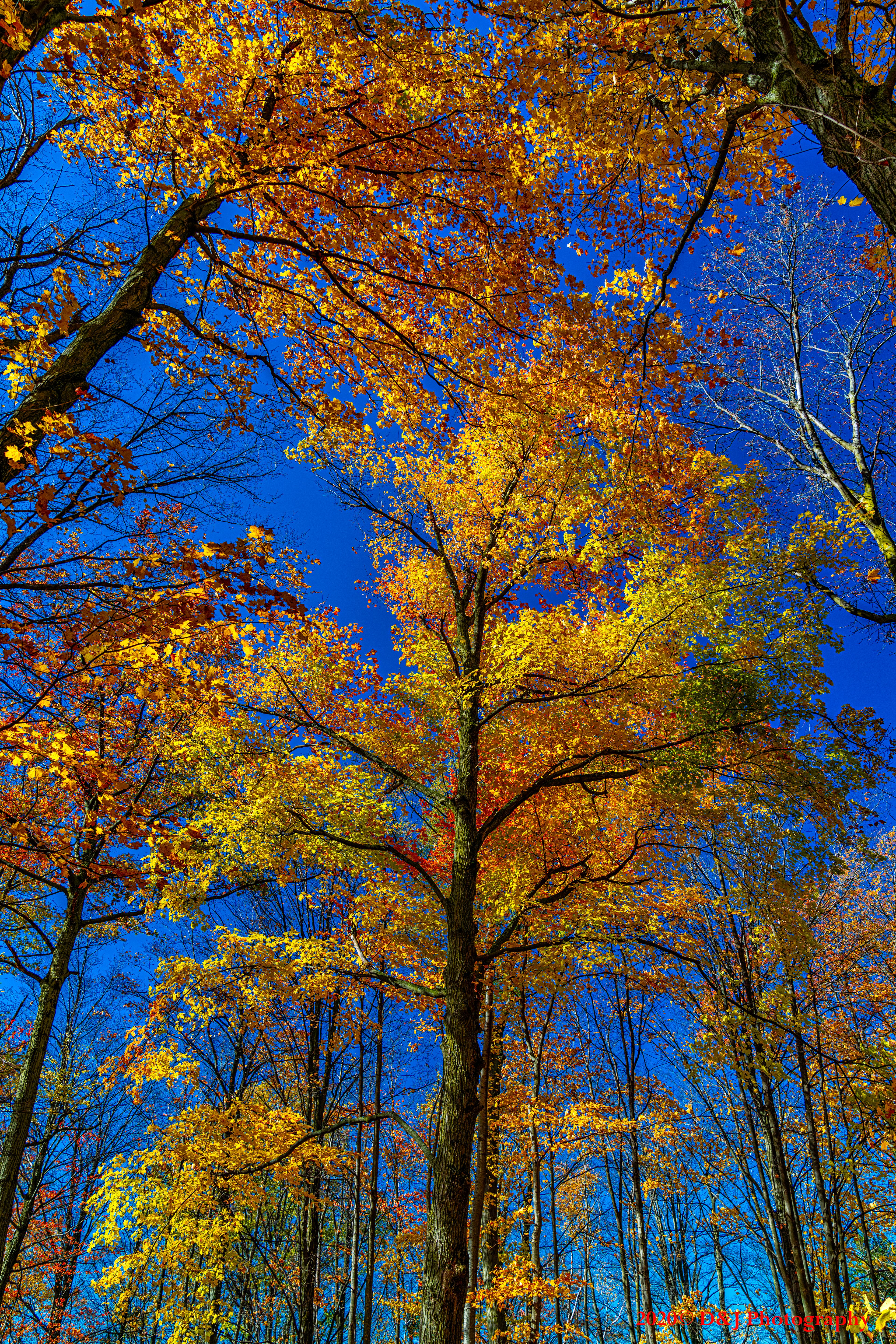 Escarpment-edge forest at Mount Nemo Conservation Area, Burlington