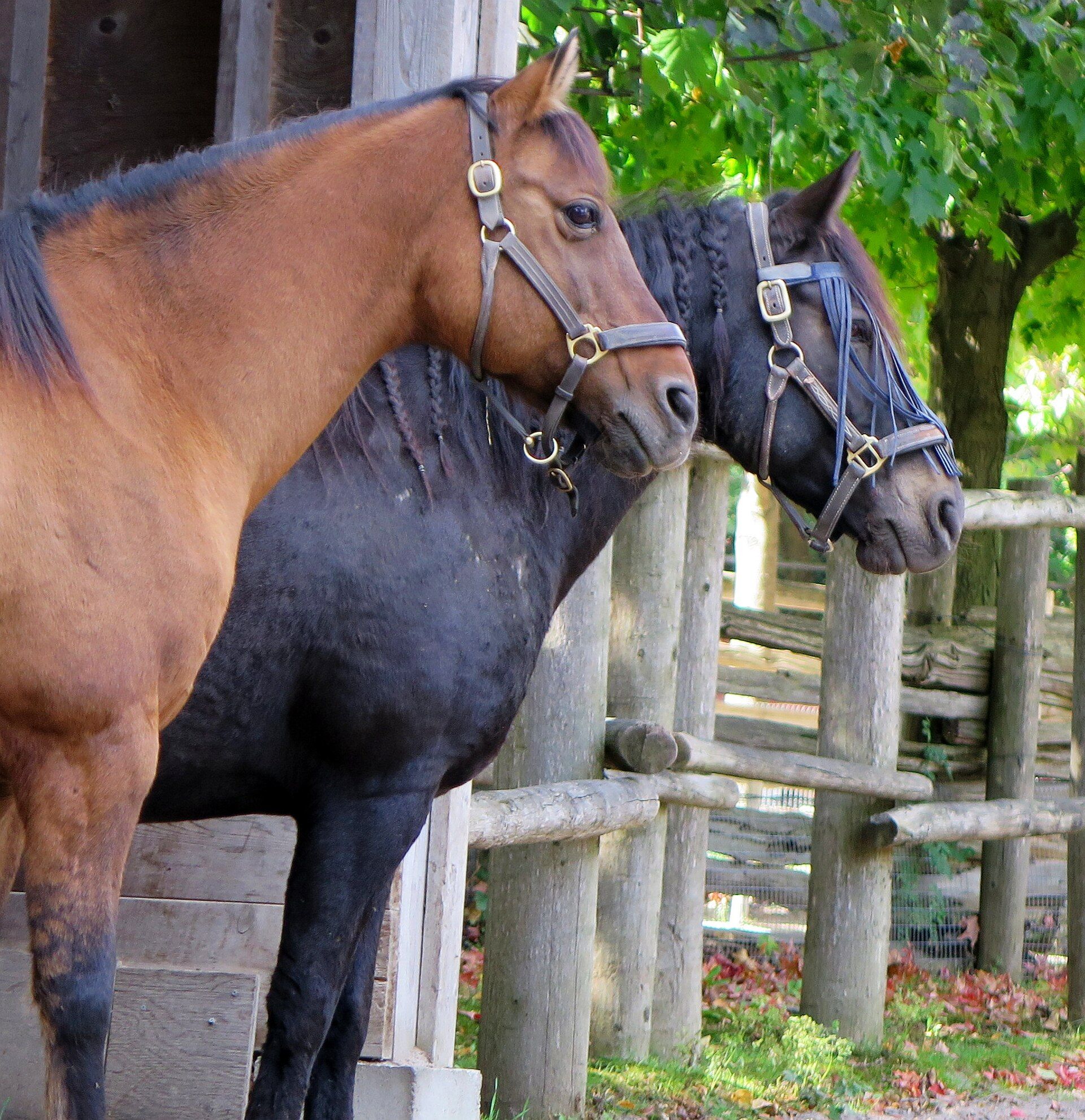 Riverdale Farm barn and grounds, Cabbagetown Toronto