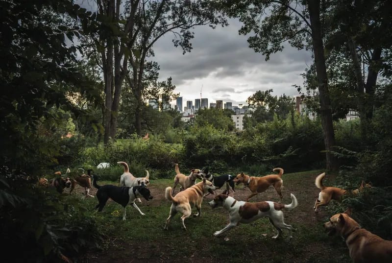 Trinity Bellwoods Dog Bowl