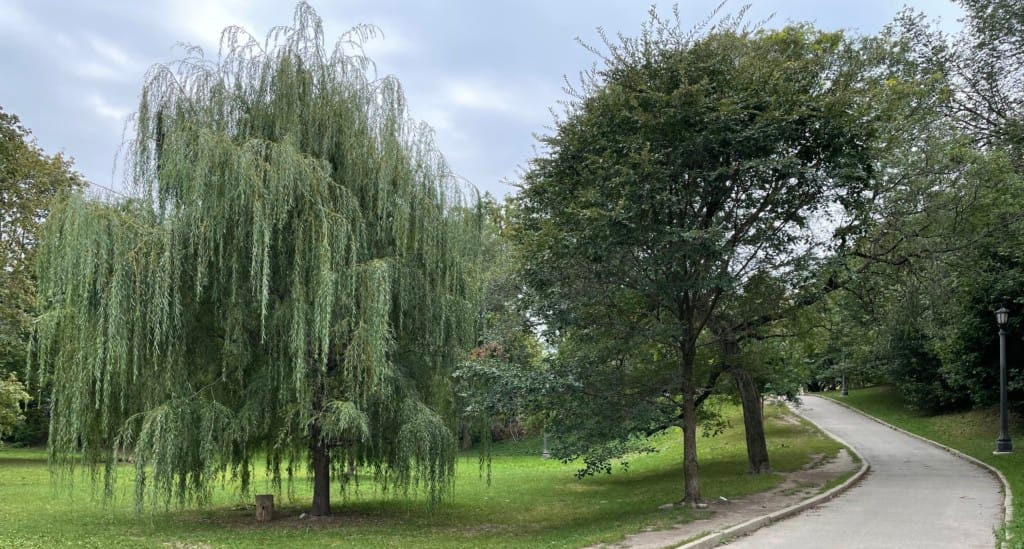 Trinity Bellwoods Park