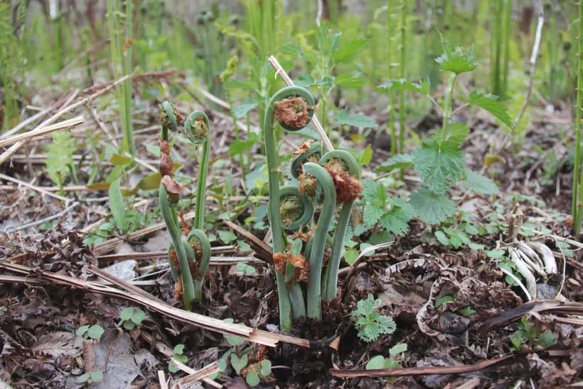 Discovering Wild Foods with Seth Goering event