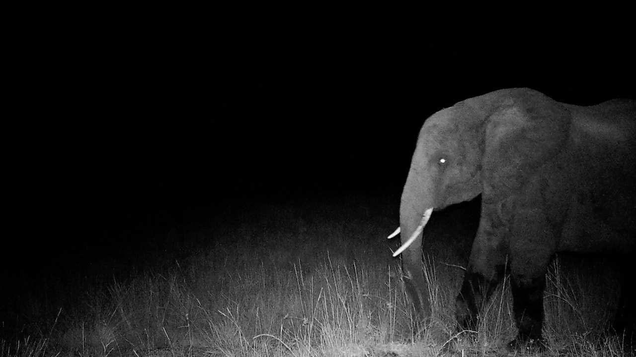 Ghost Elephants event