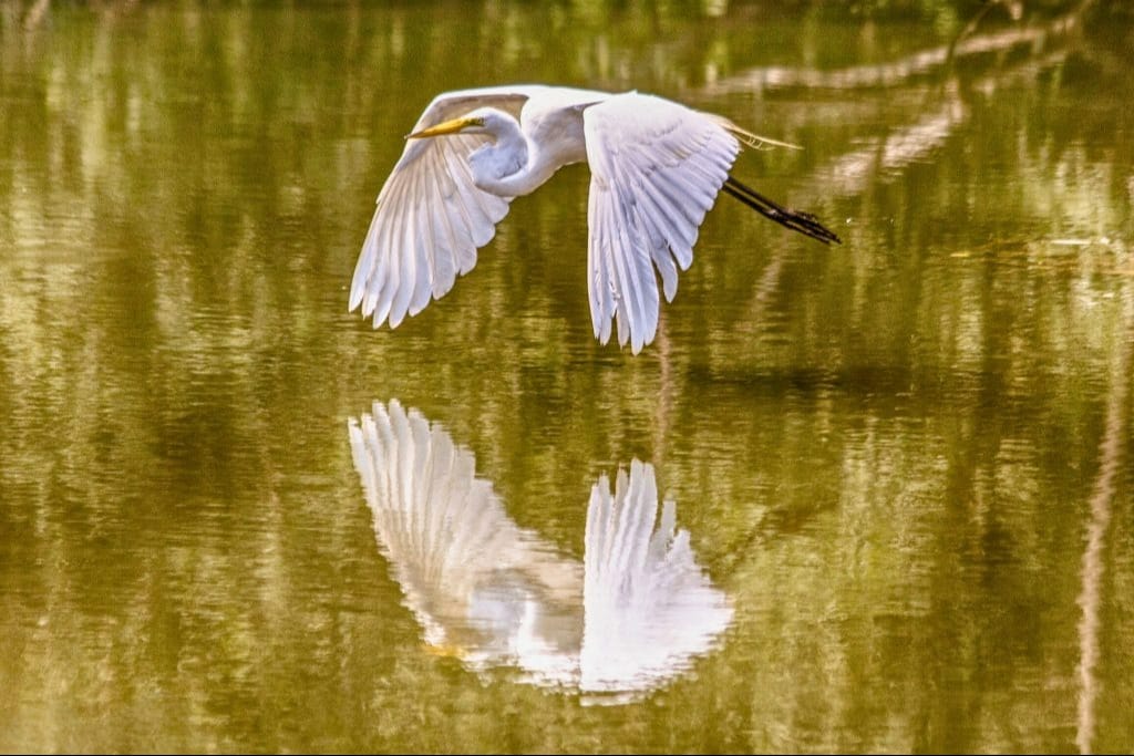 June Early Summer Birding Walk in Toronto’s High Park event