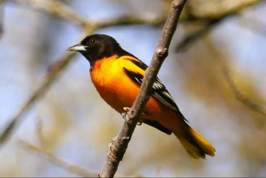May Birding Walk in Toronto’s High Park: World Migratory Bird Day event