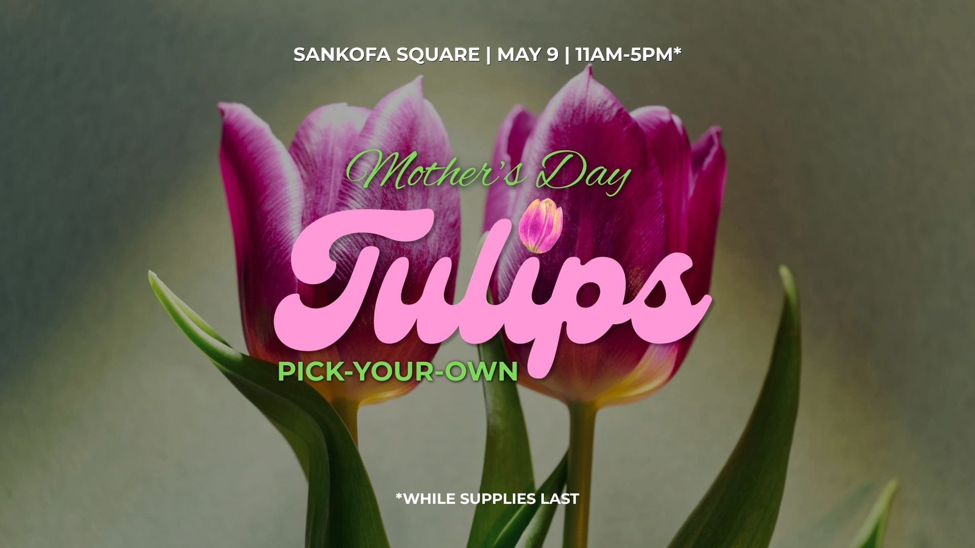 Mother’s Day Pick Your Own Tulips Event event