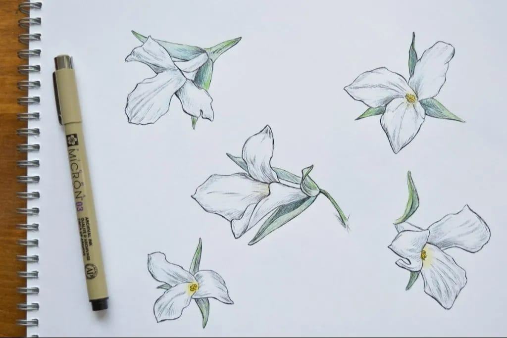 Sketching Spring Ephemerals with Alan Li in Toronto’s High Park event