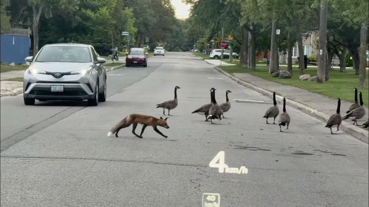Fox spotted herding geese on a Toronto road