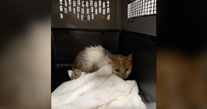 Lost cat reunited with Montreal owner after spending two weeks loose at Pearson Airport