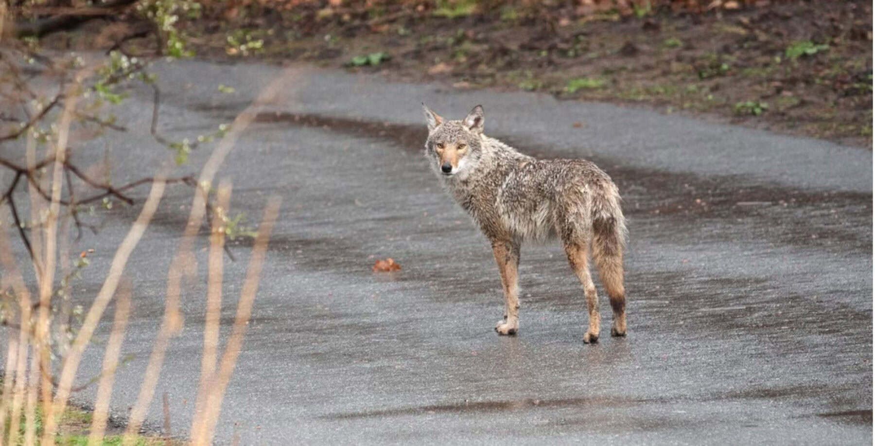 Experts share safety tips as young coyotes venture out in Toronto