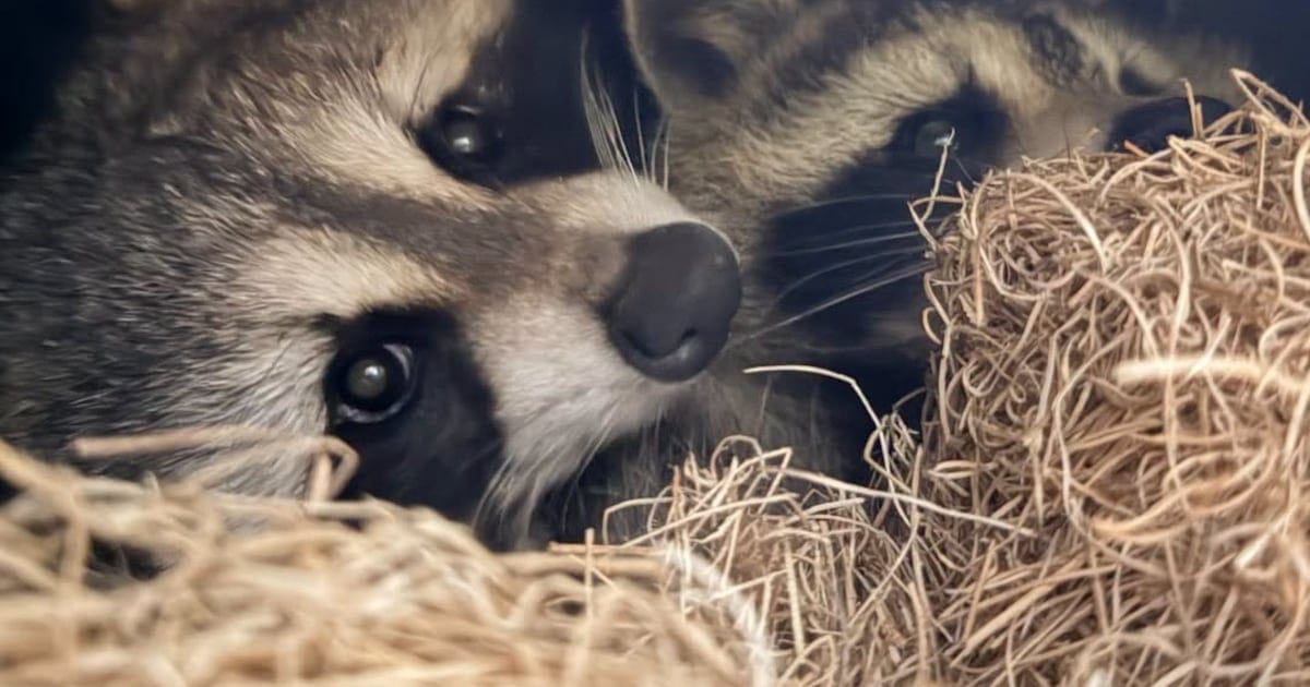 Toronto Zoo adds new 'masked duo' to Canadian Domain zone