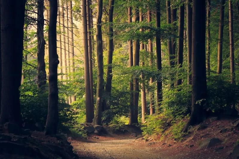 Sunlit trail through old-growth forest along Wilket Creek in Windfields Park